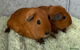 Guinea Pig rodents for sale: Californian Guinea pigs  - Image 2
