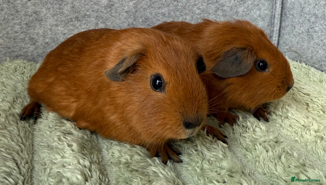 Guinea Pig rodents for sale: Californian Guinea pigs  - Image 2