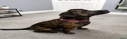 Cane Corso dogs for sale: cane Corsa cross staffy - Advert 7