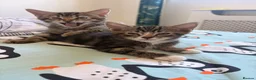 Domestic Shorthair cats for sale: Beautiful little kittens - Advert 7