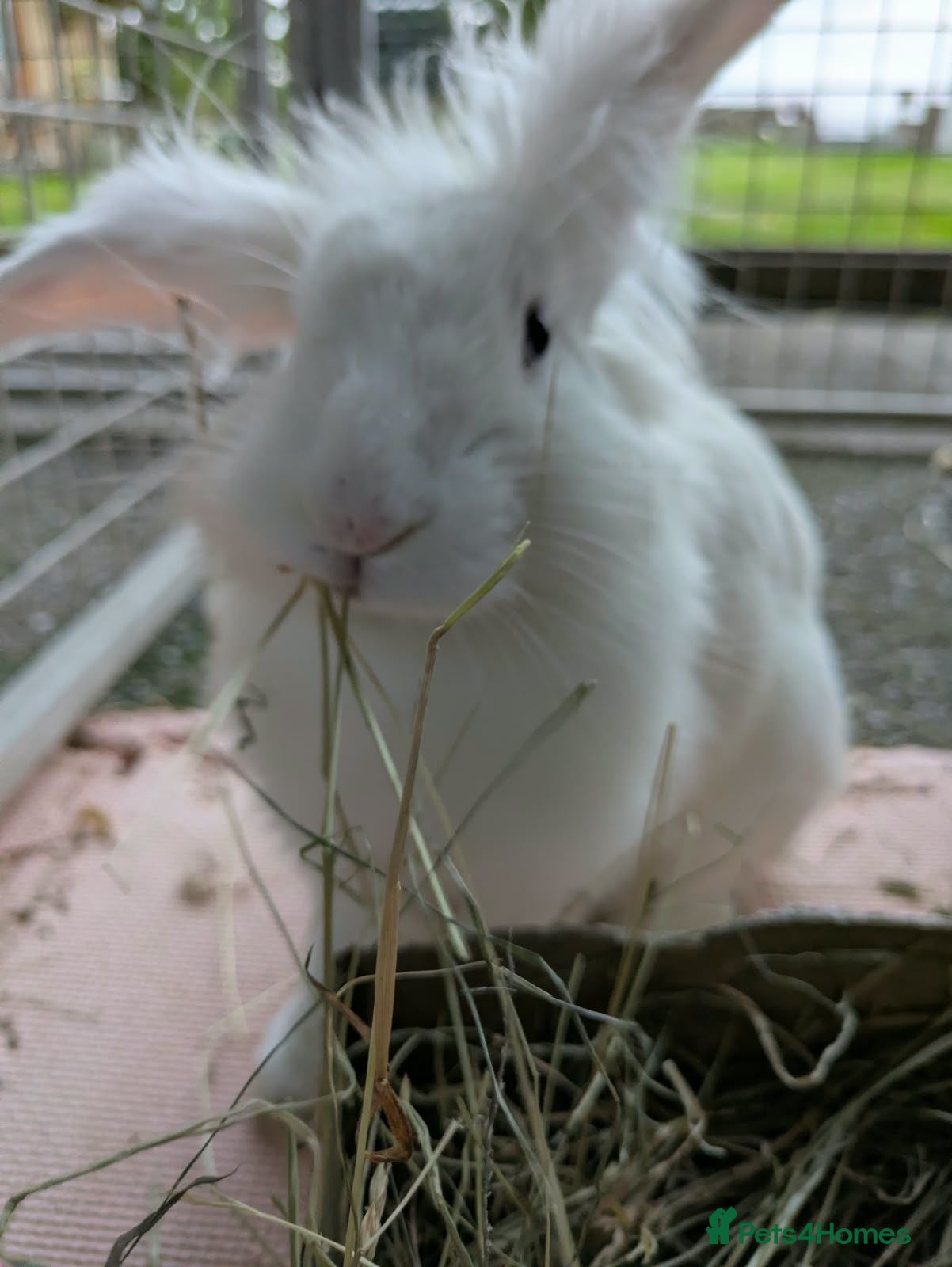 Mixed Breed rabbits Casper - Advert 3