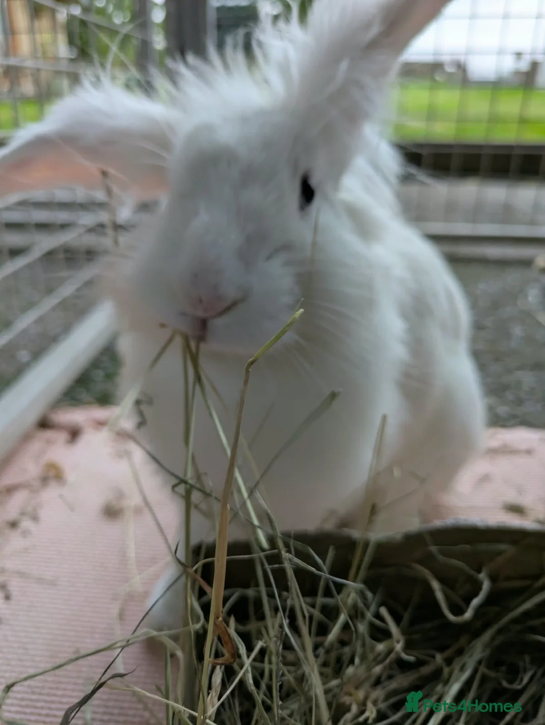 Mixed Breed rabbits for sale: Casper in Stranraer - Advert 1