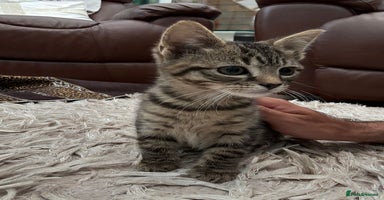 American Shorthair cats - Advert 6