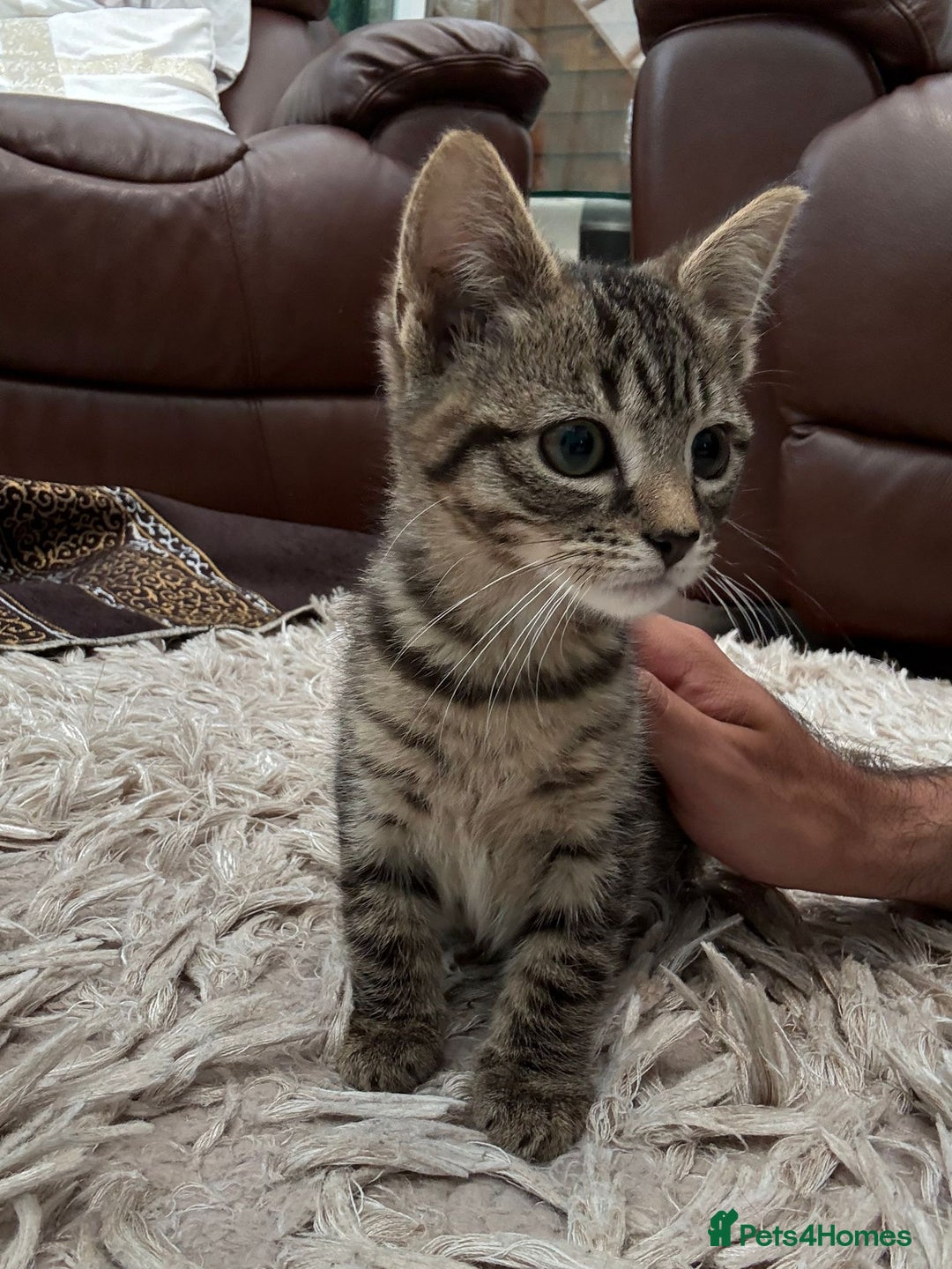 American Shorthair cats for sale: 4 Gorgeous and Playful Kittens ready to go!  - Image 2