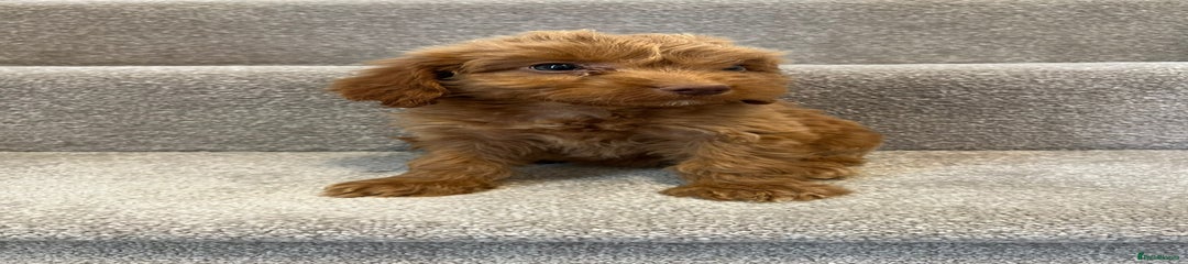 Cockapoo Puppy 5
