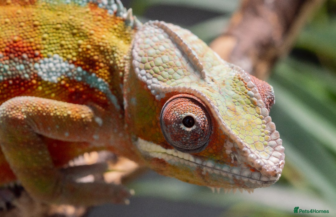 Lizard reptiles for sale: Panther Chameleon Adult Male - Advert 1