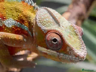 Lizard reptiles Panther Chameleon Adult Male - Advert 7