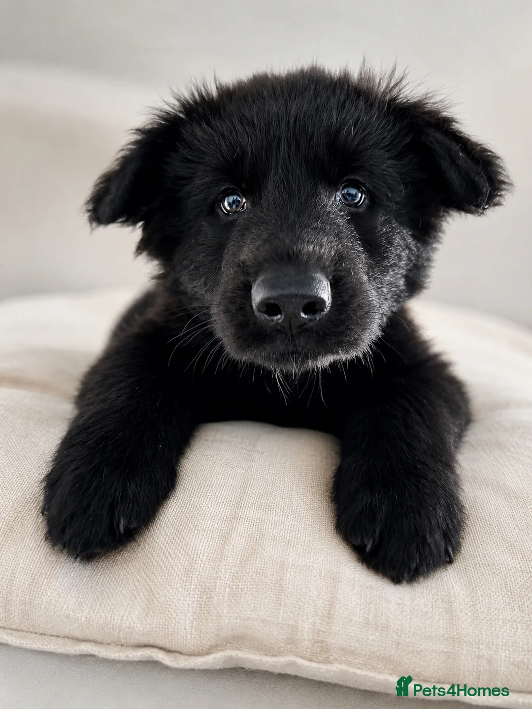 German Shepherd dogs for sale: German shepherd pups - Advert 2
