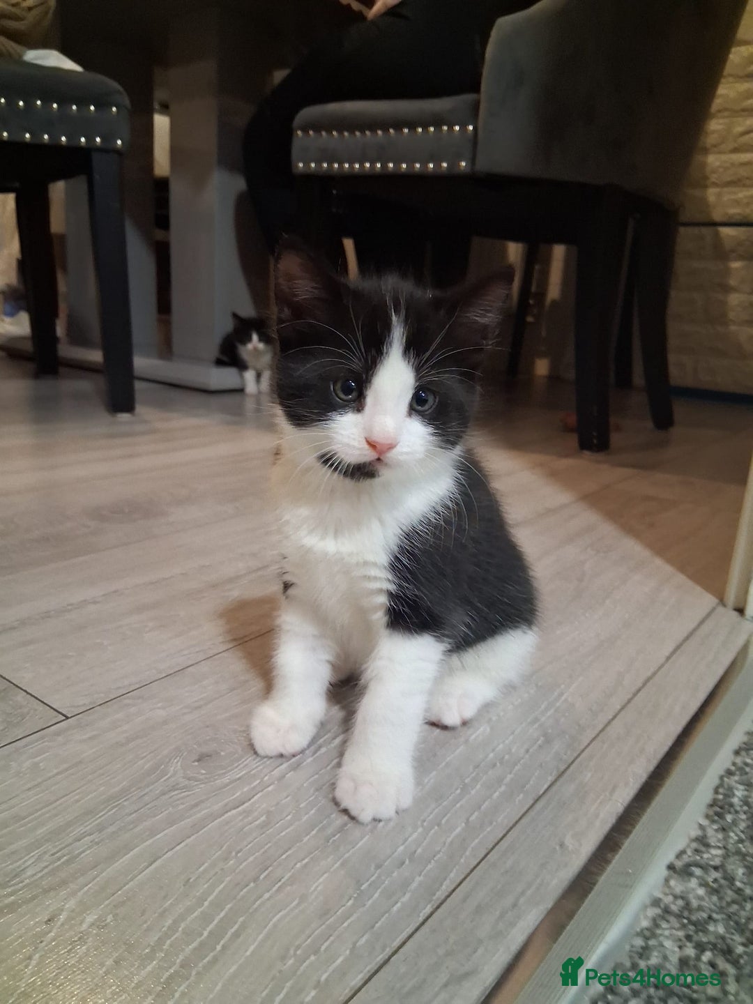 Mixed Breed cats for sale: Black and white 3 kittens for sale. 2 boys 1 girl. - Advert 6