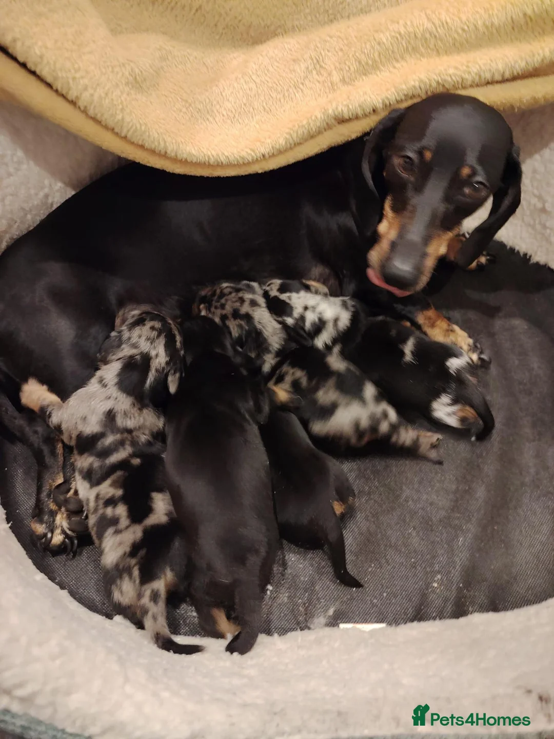 Dachshund dogs for sale: Miniature Dashund 💕 - Advert 1