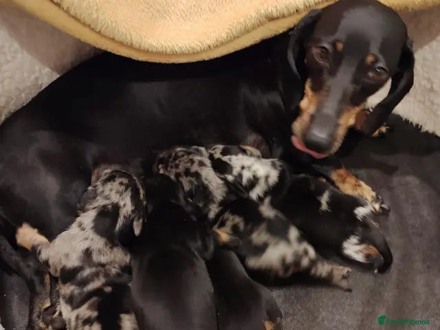 Dachshund dogs Miniature Dashund 💕 - Advert 2