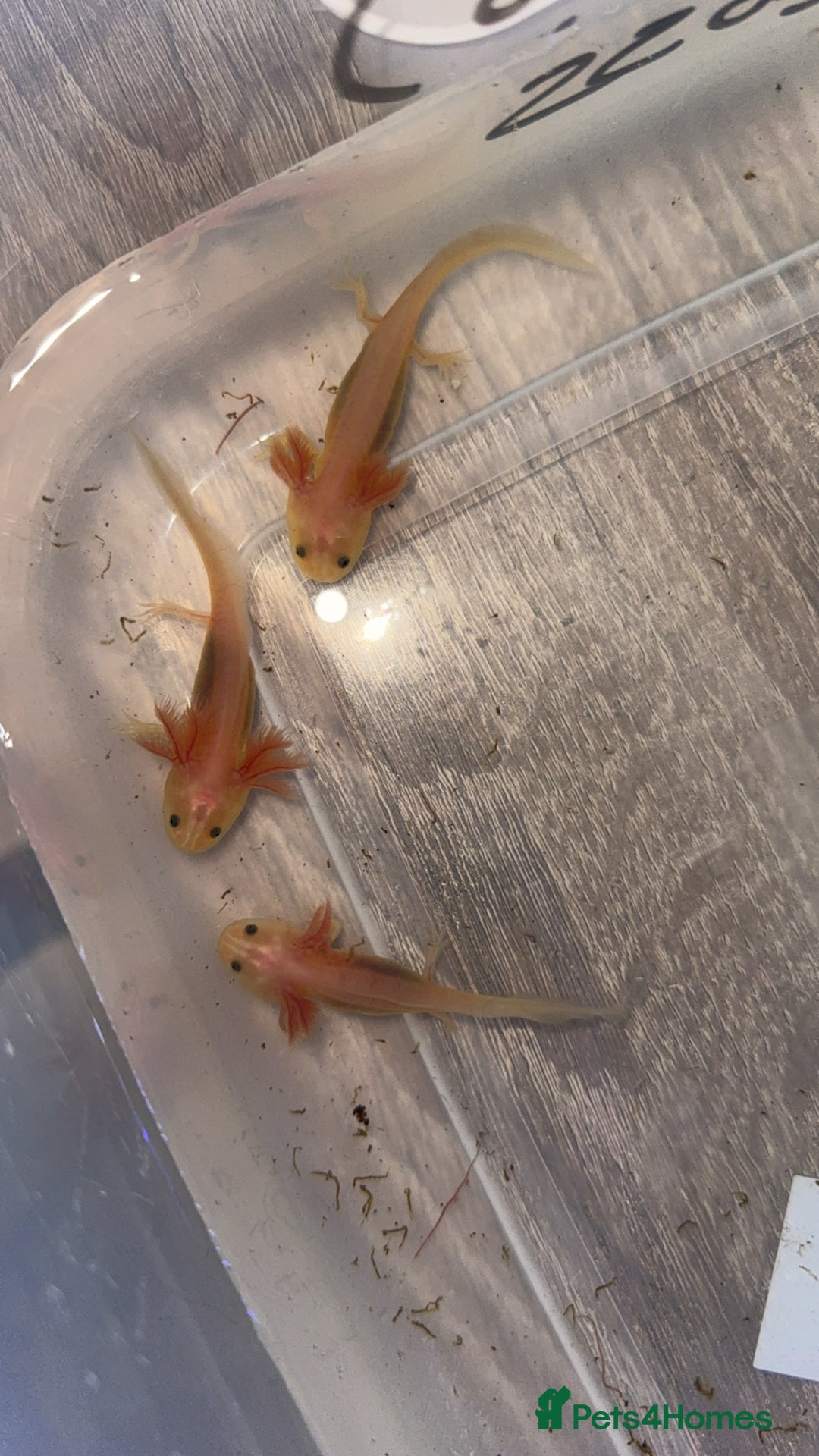 Axolotl reptiles for sale: Baby axolotls  - Advert 6