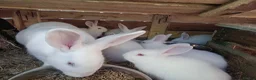 New Zealand rabbits for sale: NZW Rabbits Available Soon in Airdrie - Advert 4