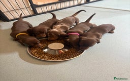 Miniature Dachshund dogs for sale: 🤩 3 Kc mini dachshund 🤩 - Advert 7