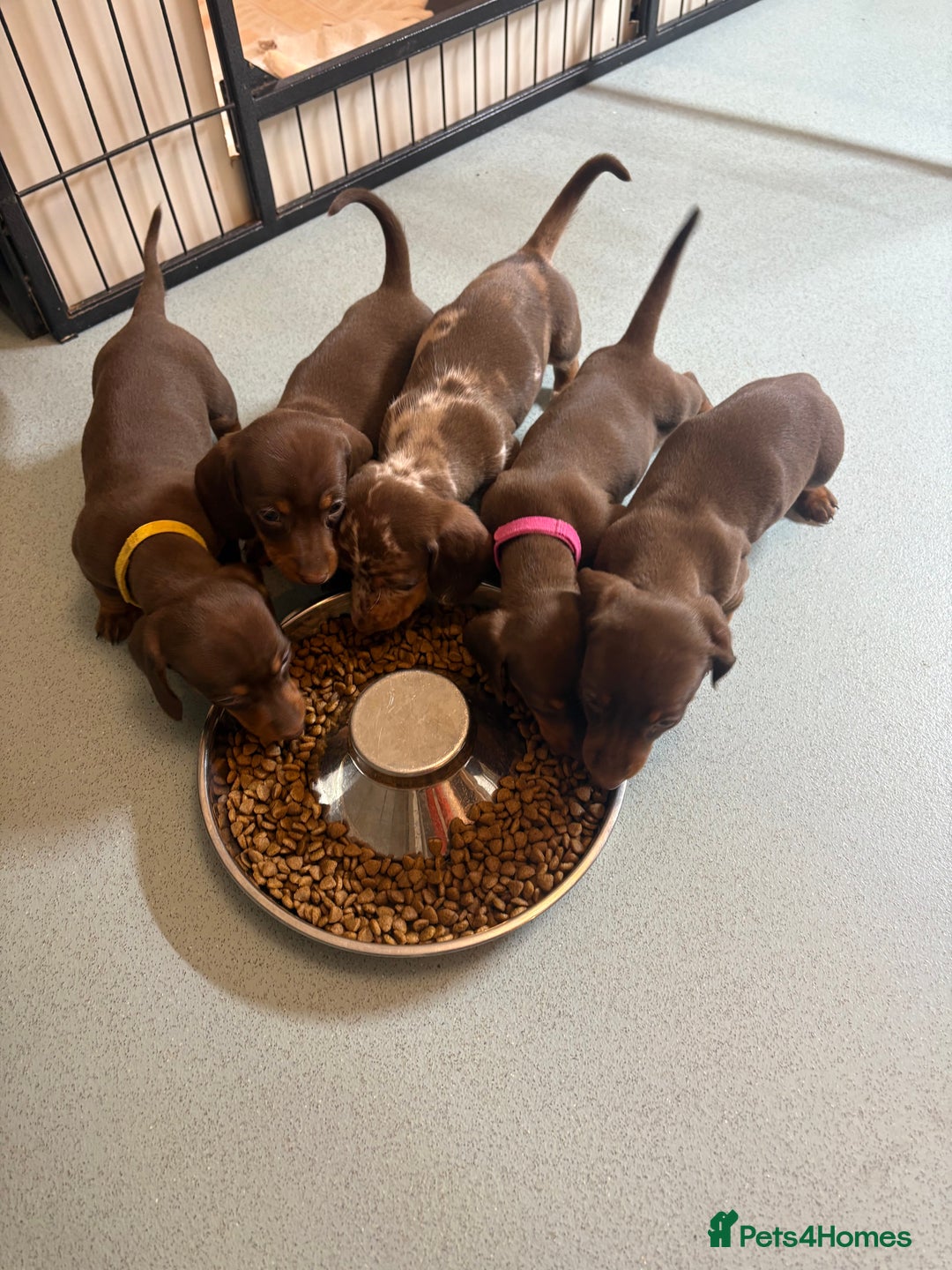 Miniature Dachshund dogs for sale: 🤩 3 Kc mini dachshund 🤩 - Advert 7
