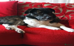 Caucasian Shepherd Dog dogs for adoption: Max 2.5 year old Macedonian rescue  - Image 3