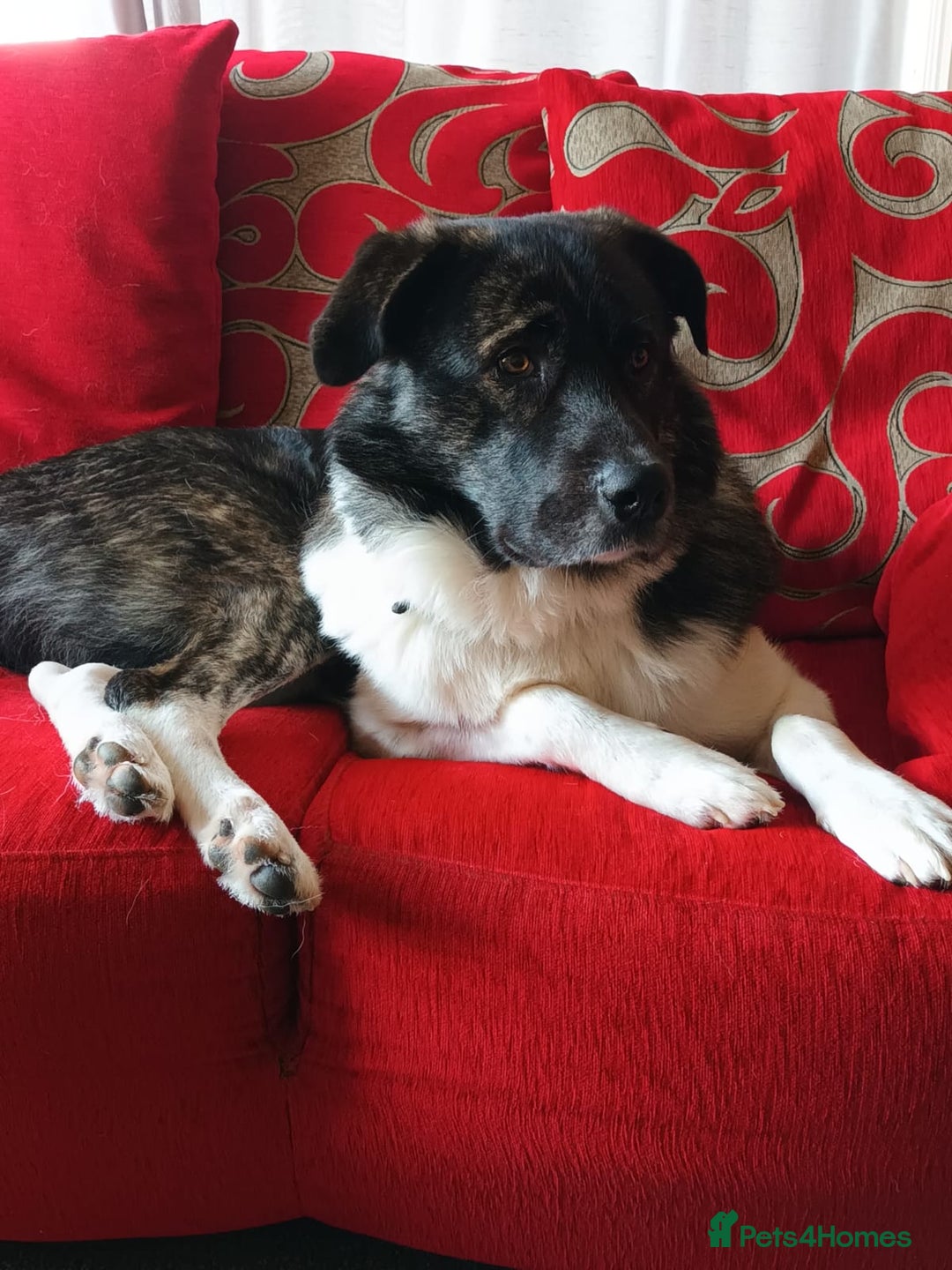 Caucasian Shepherd Dog dogs for adoption: Max 2.5 year old Macedonian rescue  - Image 3