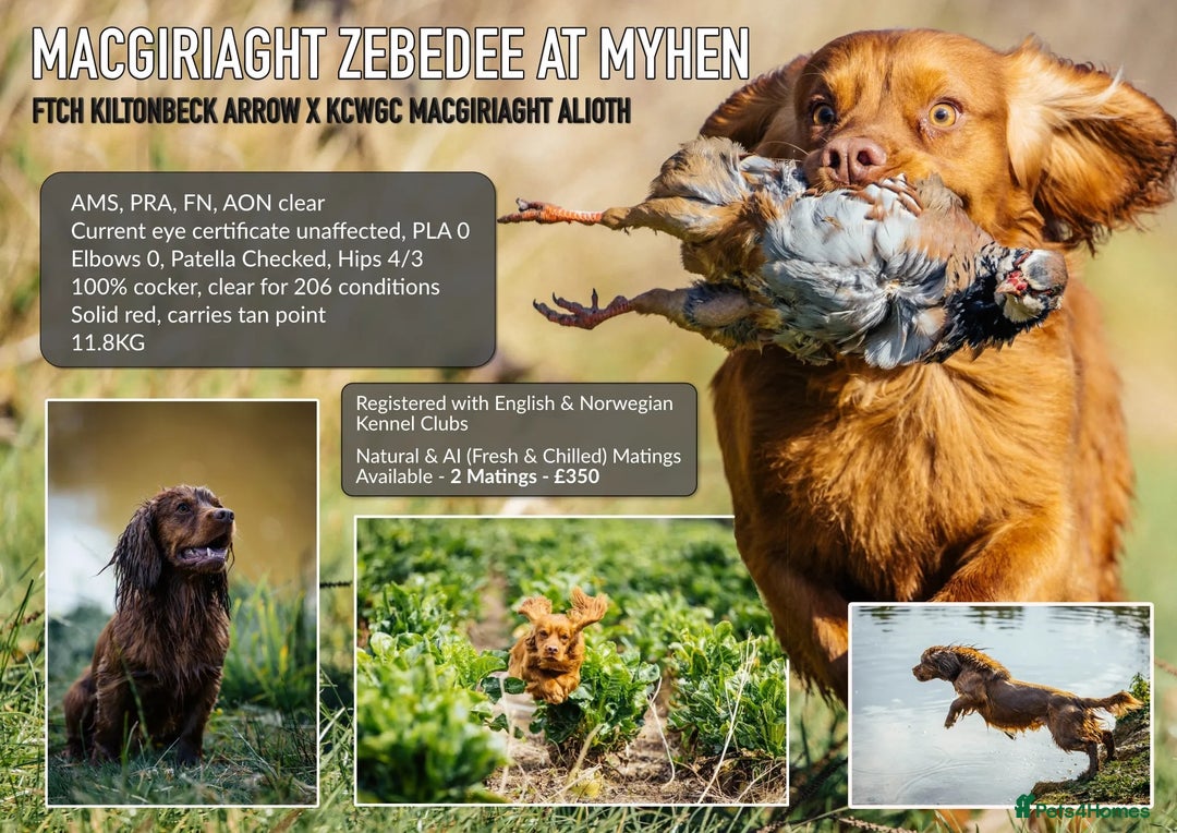 Cocker Spaniel dogs for stud: Champion Bred KC Cocker Spaniel & ALL Health Tests in Cranbrook - Image 25