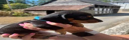 Miniature Dachshund dogs for sale: Miniature Dachshund Puppies - Advert 21