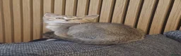 Mixed Breed cats for sale: Pretty socialised kittens  - Advert 4