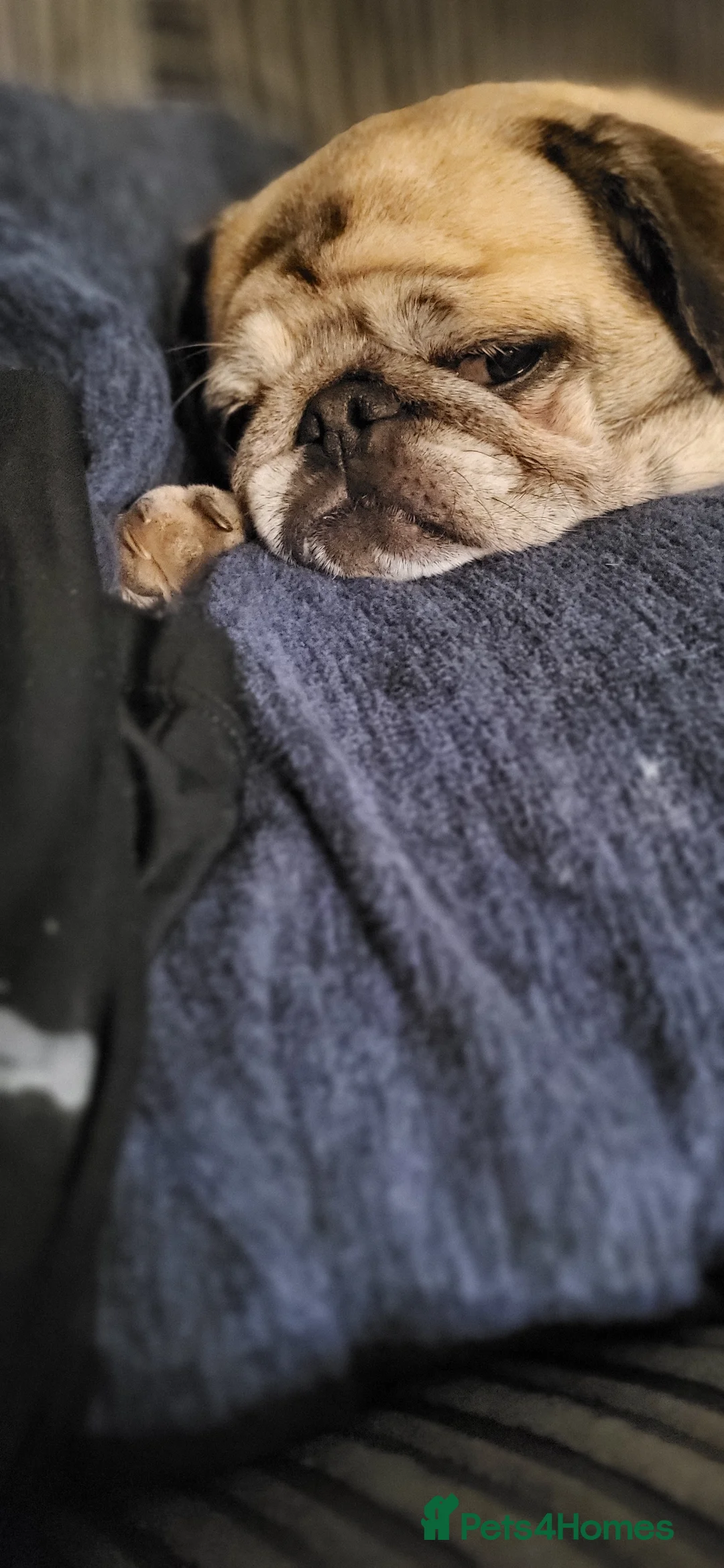 Pug dogs for sale: Family Pug , looking for new forever home - Advert 6