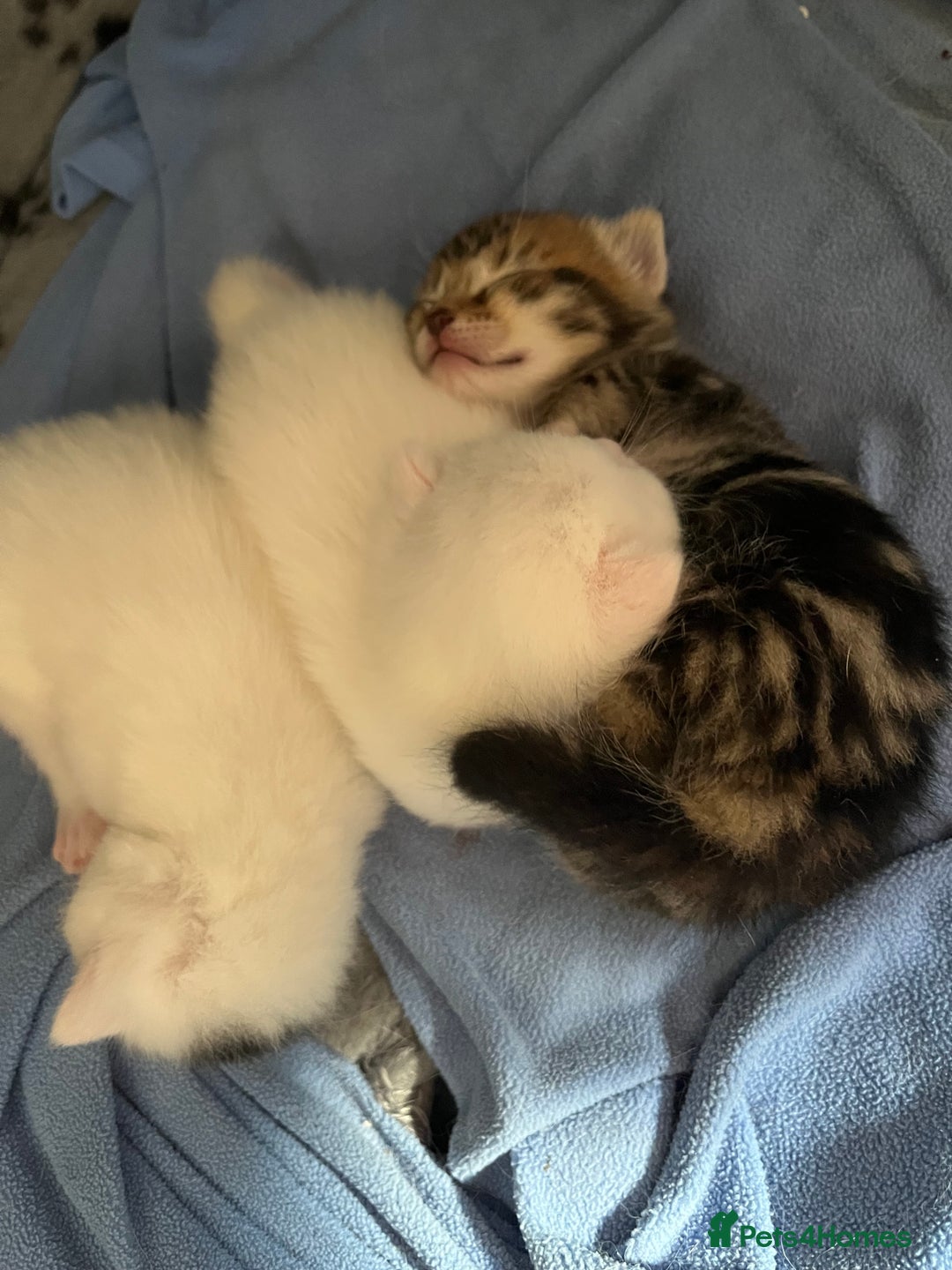 Mixed Breed cats for sale: Three mixed breed kittens for sale - Image 2