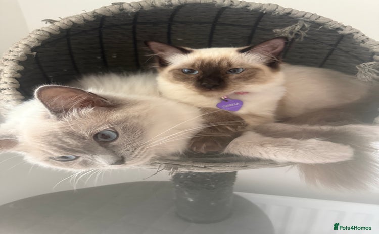 Ragdoll cats - Advert 4