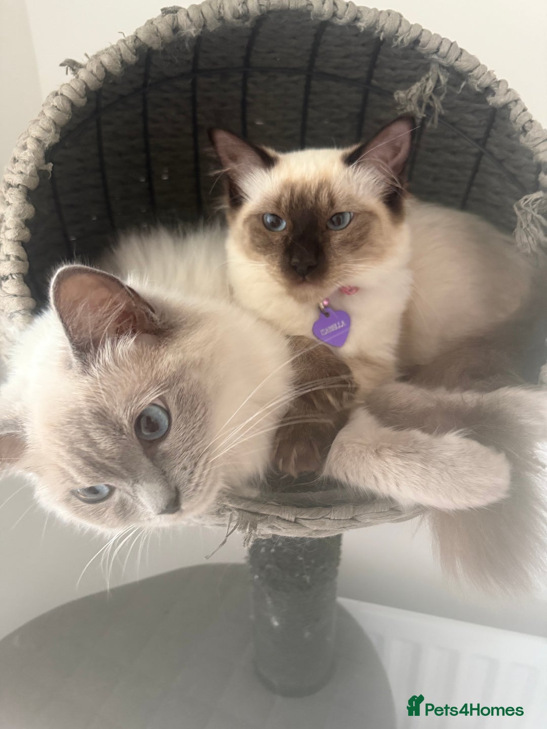 Ragdoll cats for sale: Two female beauties looking for forever home!  - Image 1