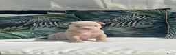 American Bully dogs for sale: ABKC registered Pocket Bully puppies  - Advert 8