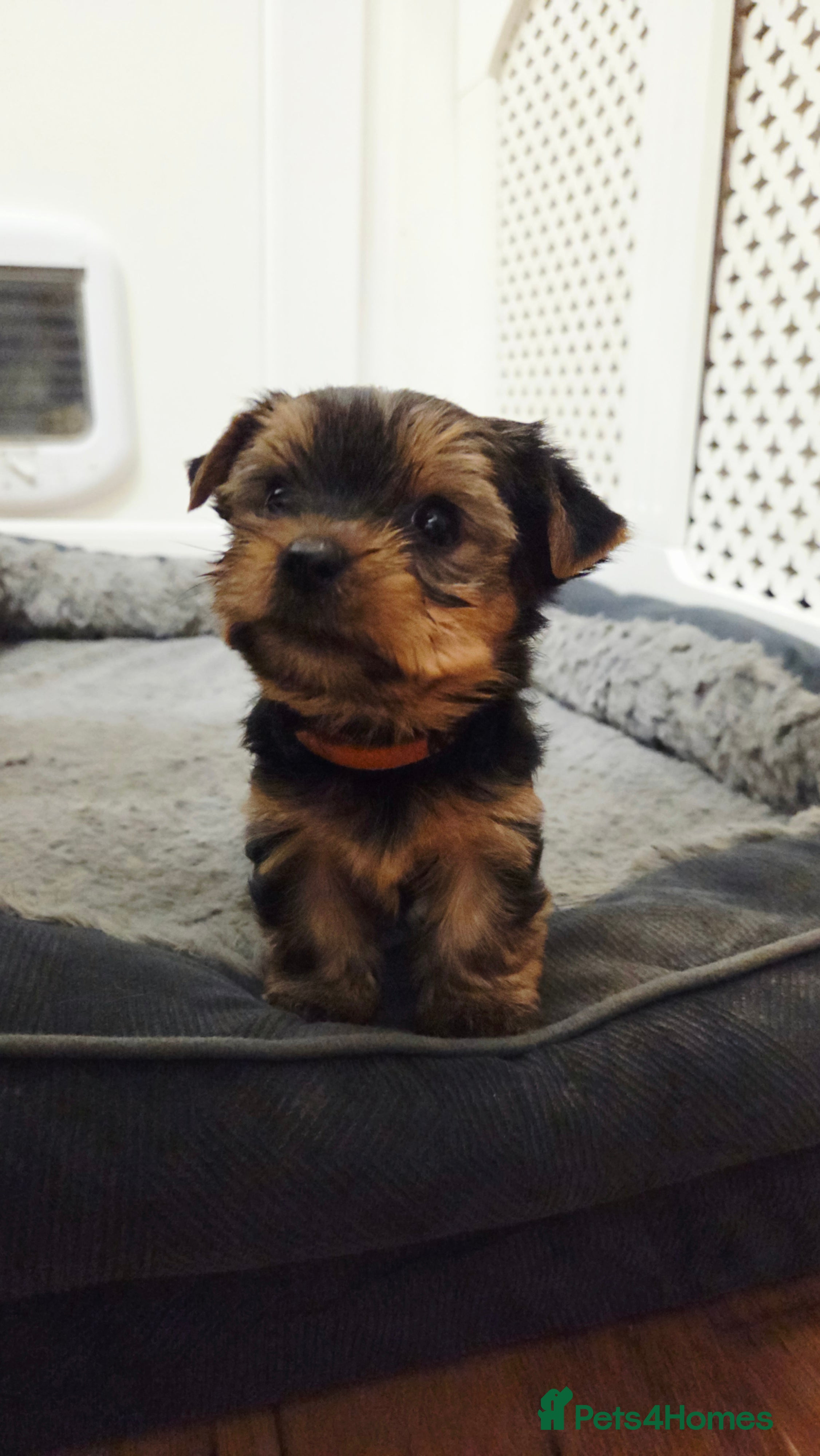 Yorkshire Terrier dogs Beautiful Yorkshire Terrier  - Advert 2