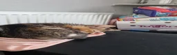 Domestic Shorthair cats for sale: 13 week old female kitten(please read discription) - Advert 2