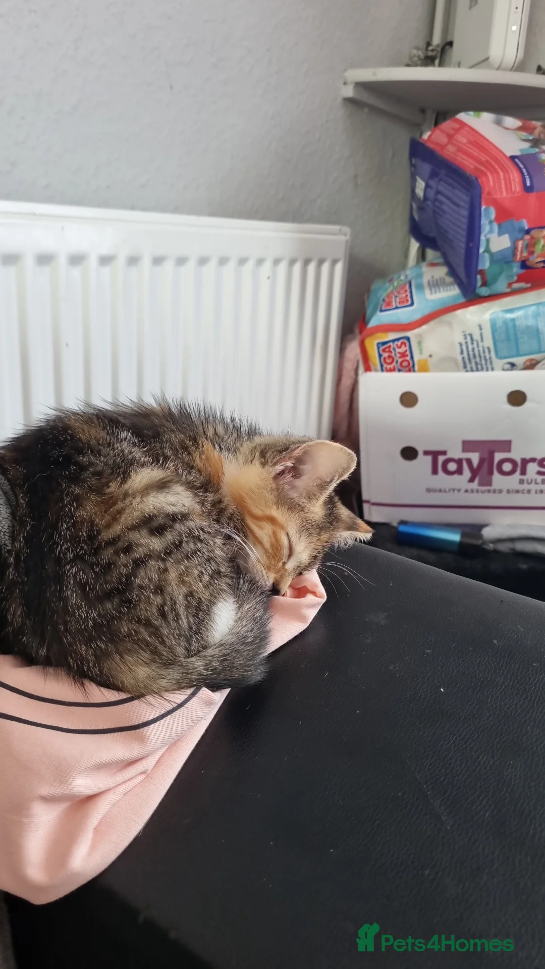 Domestic Shorthair cats for sale: 13 week old female kitten(please read discription) - Advert 2