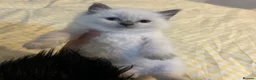 Ragdoll cats for sale: Beautiful Ragdoll kittens ready to leave - Advert 10