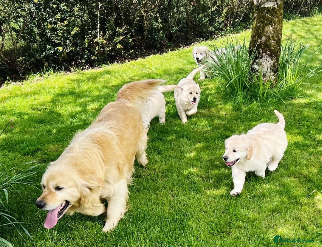 Golden Retriever dogs for sale: CHUNKY GOLDEN RETRIEVER PUPPIES in Letchworth Garden City - Advert 10