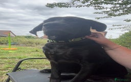 Mixed Breed dogs for adoption: Cane corso/ German shepherd  - Image 2