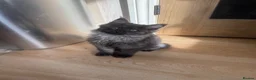 Ragcoon cats for sale: Cuteness Overload Incoming! Adorable Ragcoon Kitts - Advert 20