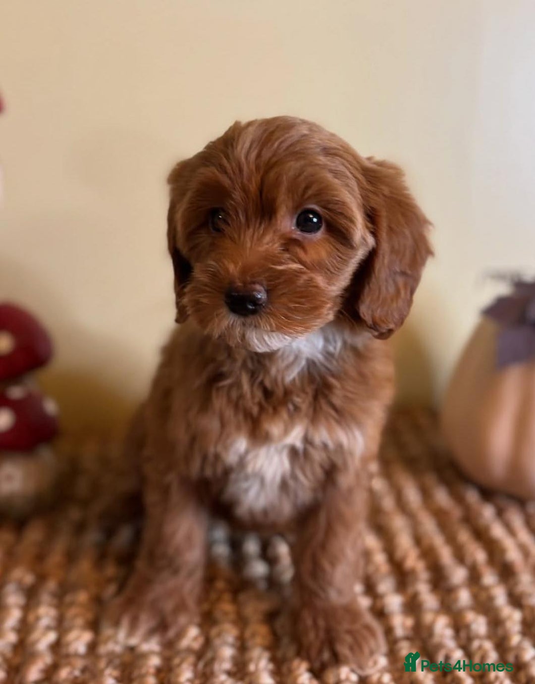 Goldendoodle dogs for sale: Beautiful GoldenDoodle Puppies Ready This Weekend! - Image 5