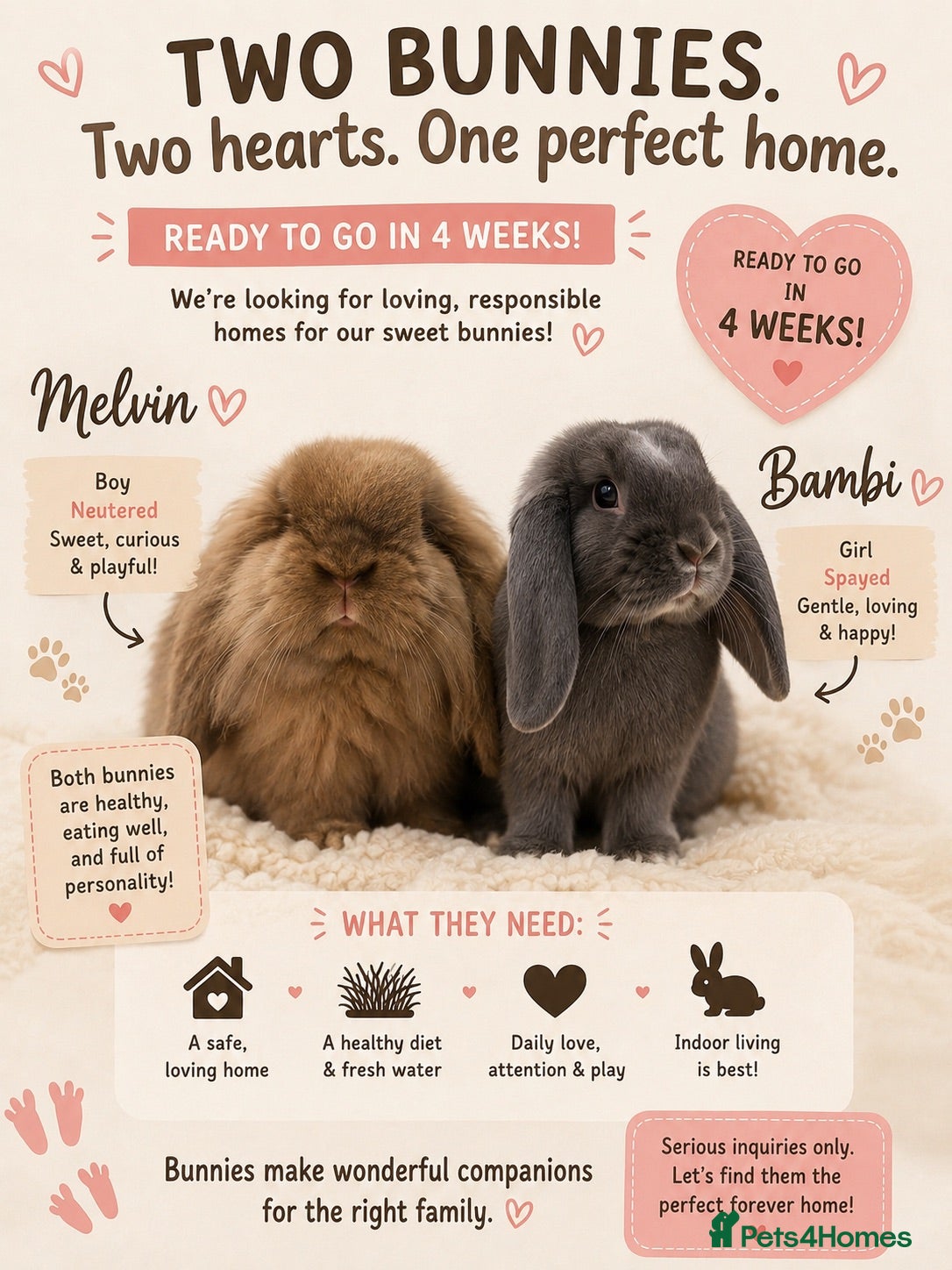 Mixed Breed rabbits Lovely Bonded rabbits + their belongings - Advert 1
