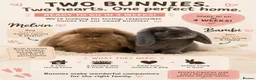 Mixed Breed rabbits for sale: Lovely Bonded rabbits + their belongings - Advert 1