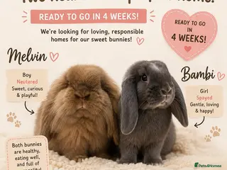 Mixed Breed rabbits Lovely Bonded rabbits + their belongings - Advert 1