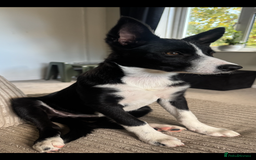 Border Collie dogs for sale: Border Collie Female 7 months old  - Advert 4