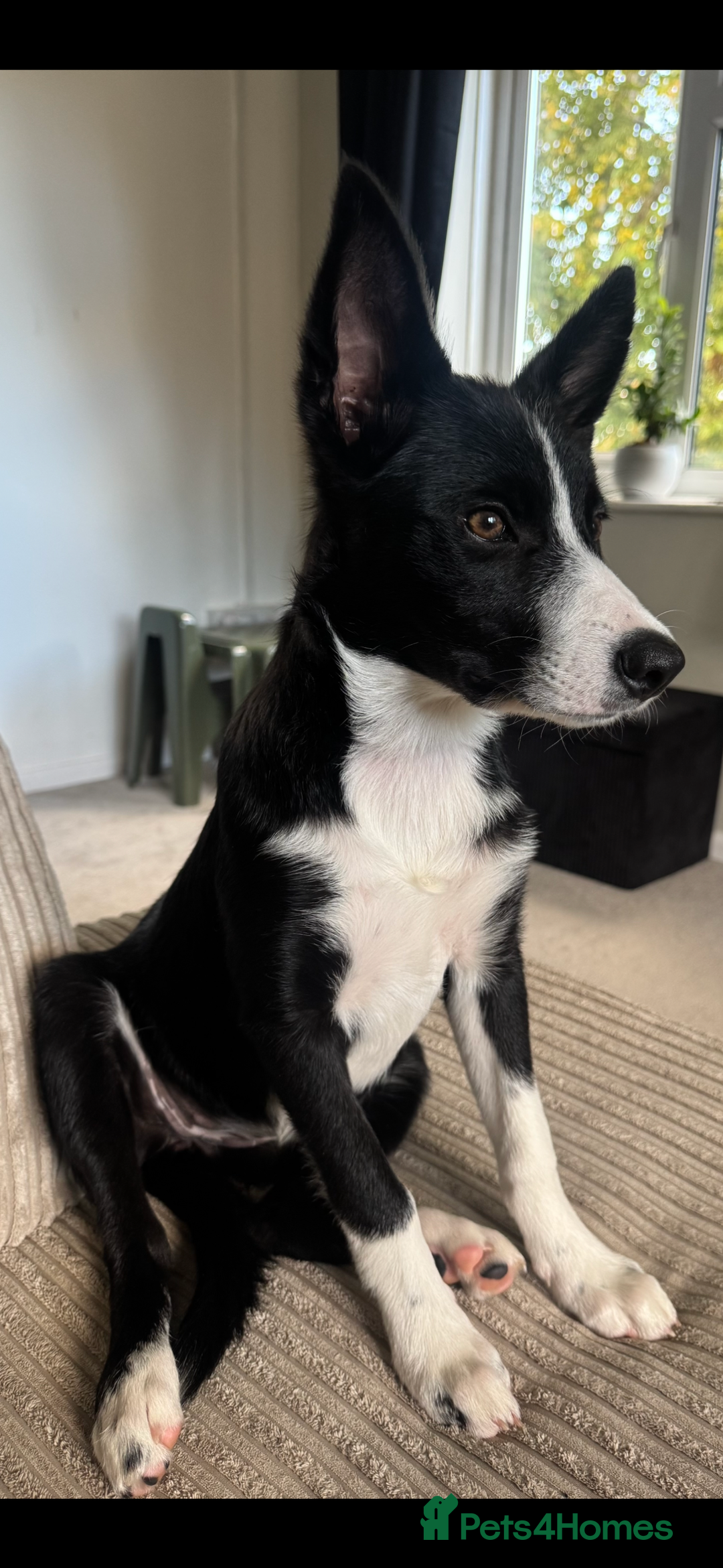Border Collie dogs for sale: Border Collie Female 7 months old  - Advert 4