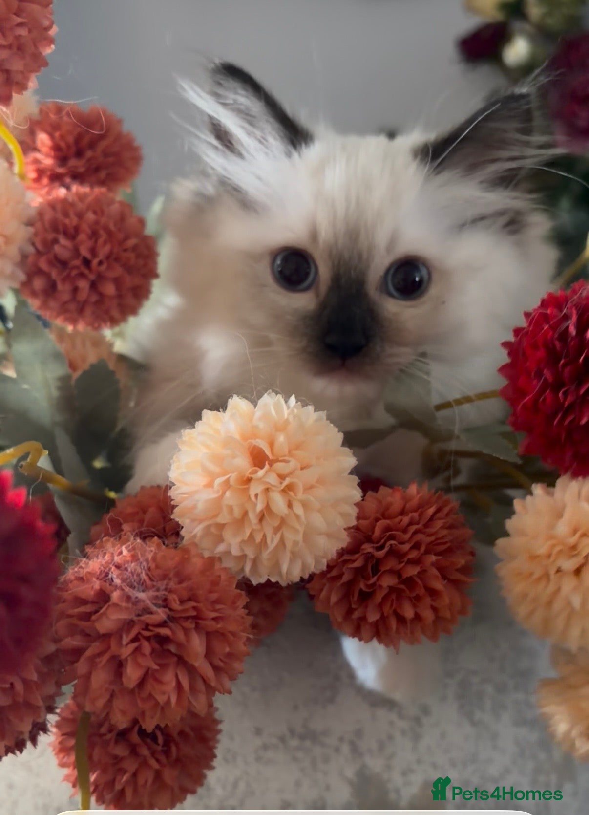 Ragdoll cats *2 left* Ready 1st Aug!  Ragdoll GCCF Kittens  - Advert 4
