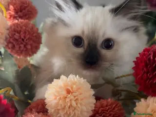 Ragdoll cats *2 left* Ready 1st Aug! Ragdoll GCCF Kittens - Advert 4