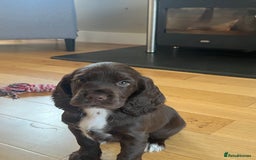 Sprocker dogs for sale: Sprocker spaniel puppy  - Image 1