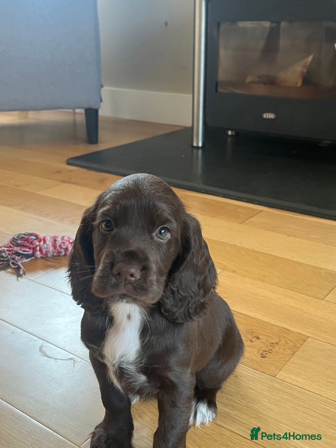 Sprocker dogs for sale: Sprocker spaniel puppy  - Image 1