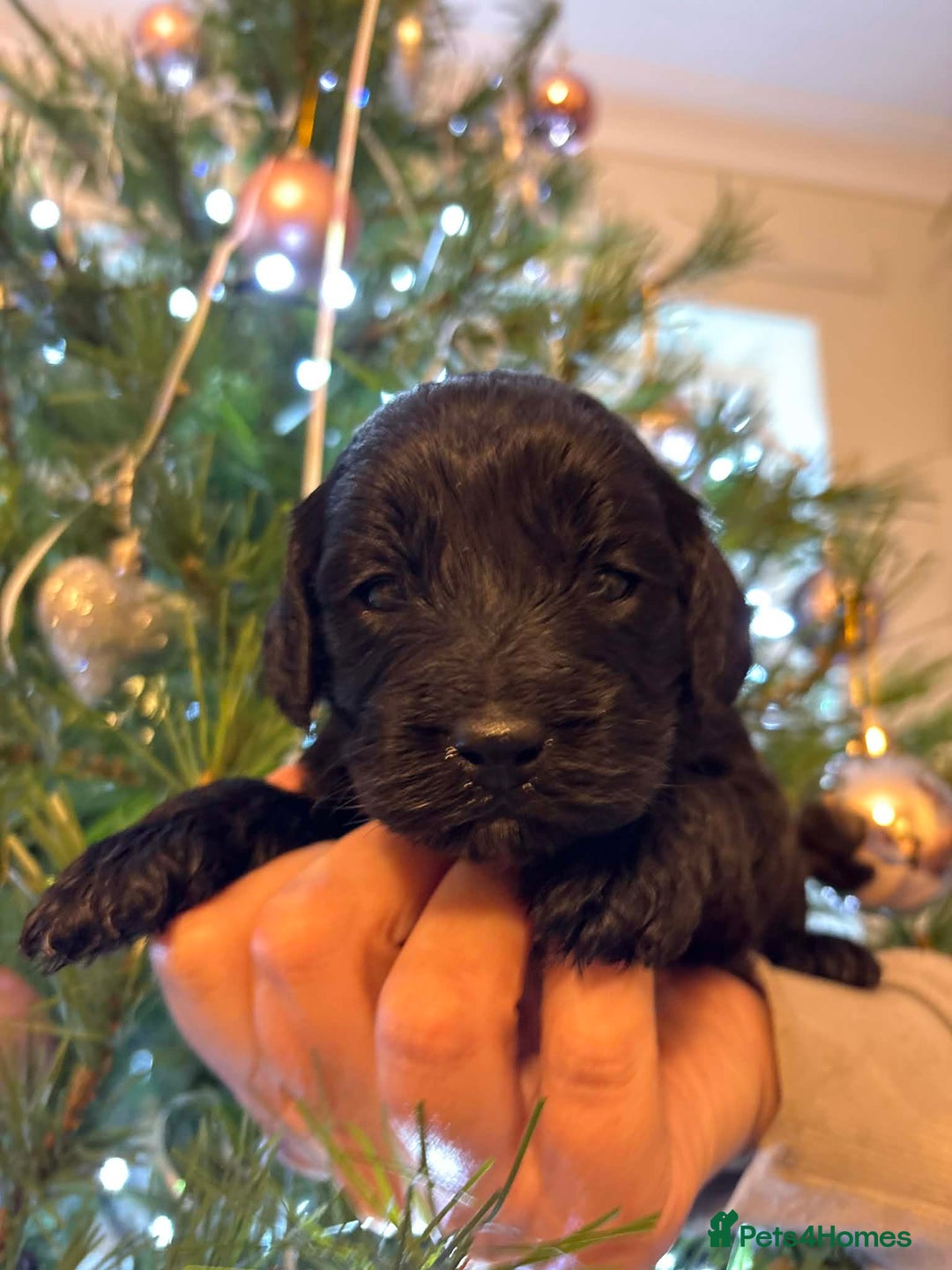 Cockapoo dogs for sale: Perfect Cockerpoo puppies  - Advert 4