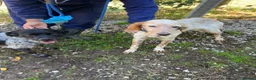 English Setter dogs for adoption: Valkiria in Alfreton - Advert 5