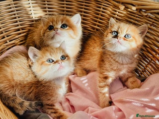 British Shorthair cats - Advert 5