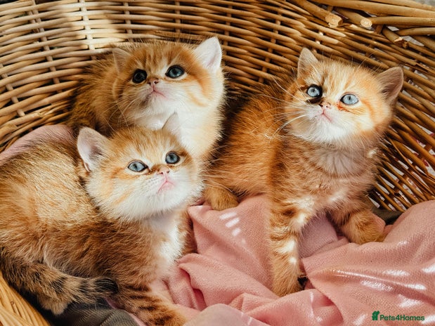 British Shorthair cats - Advert 3